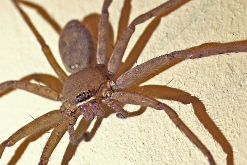 Wolf Spider Removal in Rockwall, TX