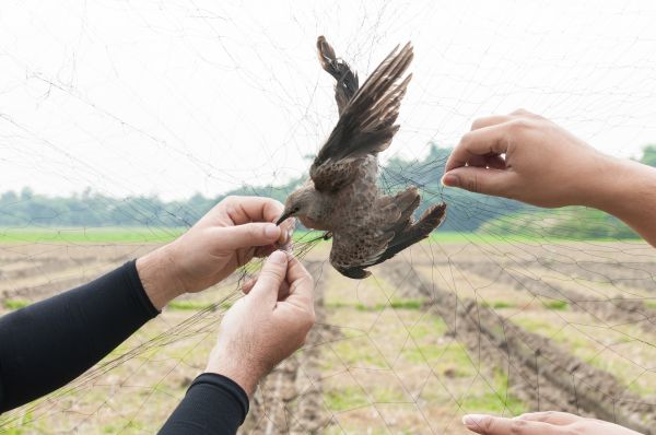 Bird Trapping