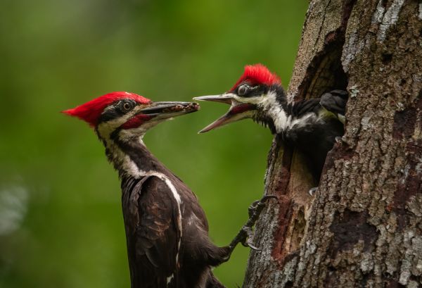 Pest Bird Removal