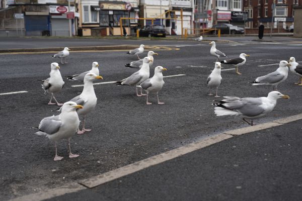 Seagull Removal