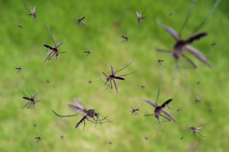 Fly Control Service in Mckinney, TX