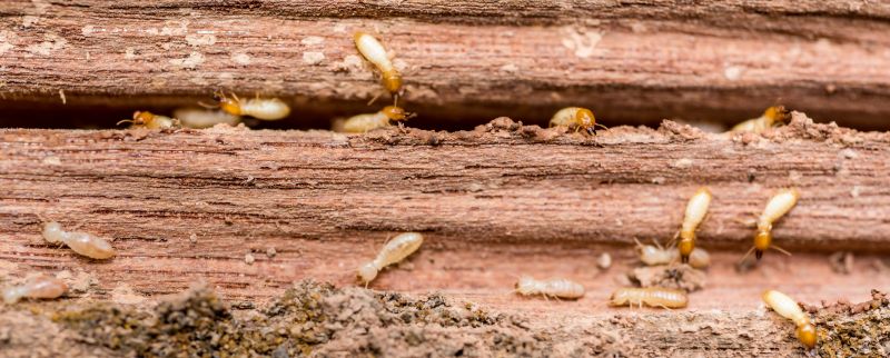 Termites