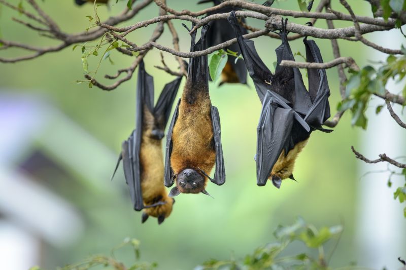 How Birds And Bats Create Problems