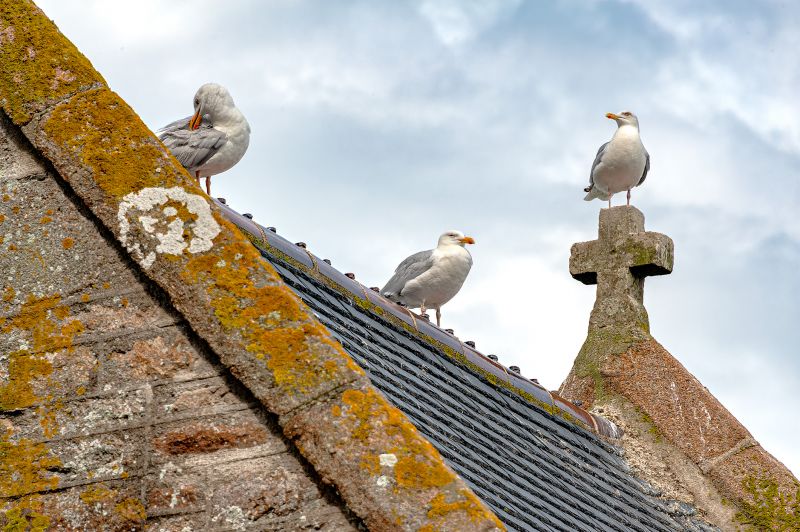 Seagull Prevention