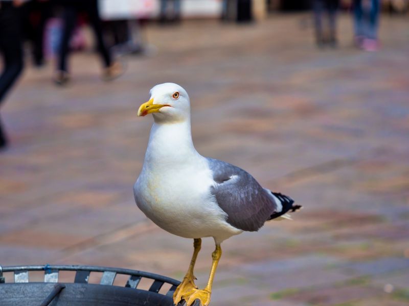 Seagull Prevention